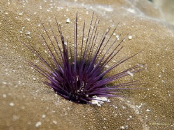 Urchin ouch. by Tom Brumback 